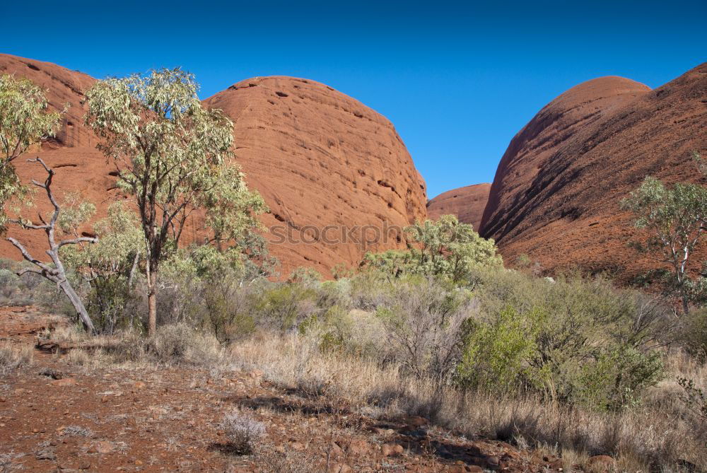 Similar – Image, Stock Photo walking free Nature