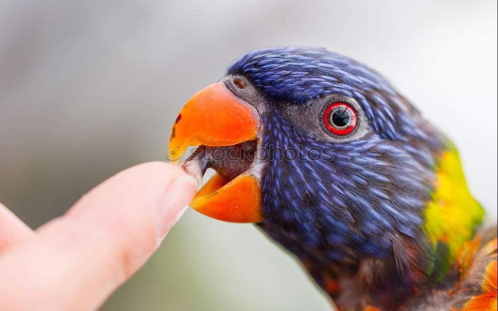 Similar – Image, Stock Photo Common Swift Summer Hand