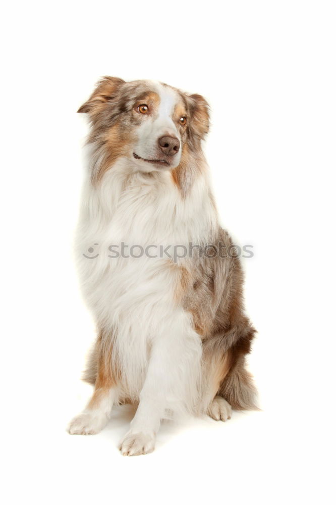 Similar – Image, Stock Photo This look… Dog portrait