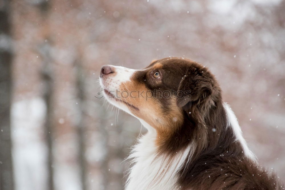 Similar – „Ich bin ein Hund! HOLT MICH HIER RAUS!!!“