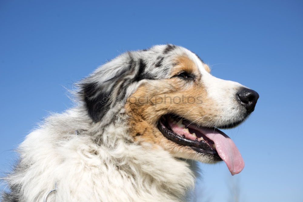 Similar – Image, Stock Photo Ears in the storm Dog Pelt