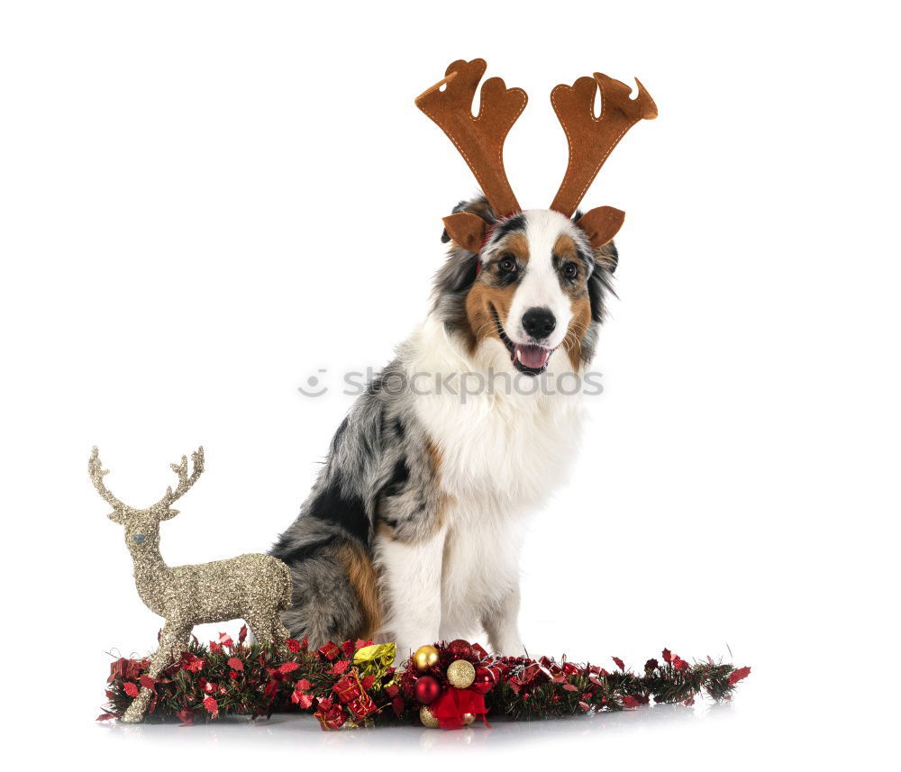 Similar – Dog with antlers at Christmas time