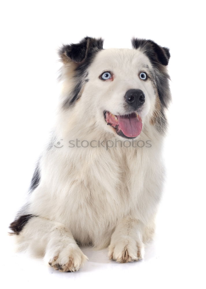 Similar – girl dog Colour photo