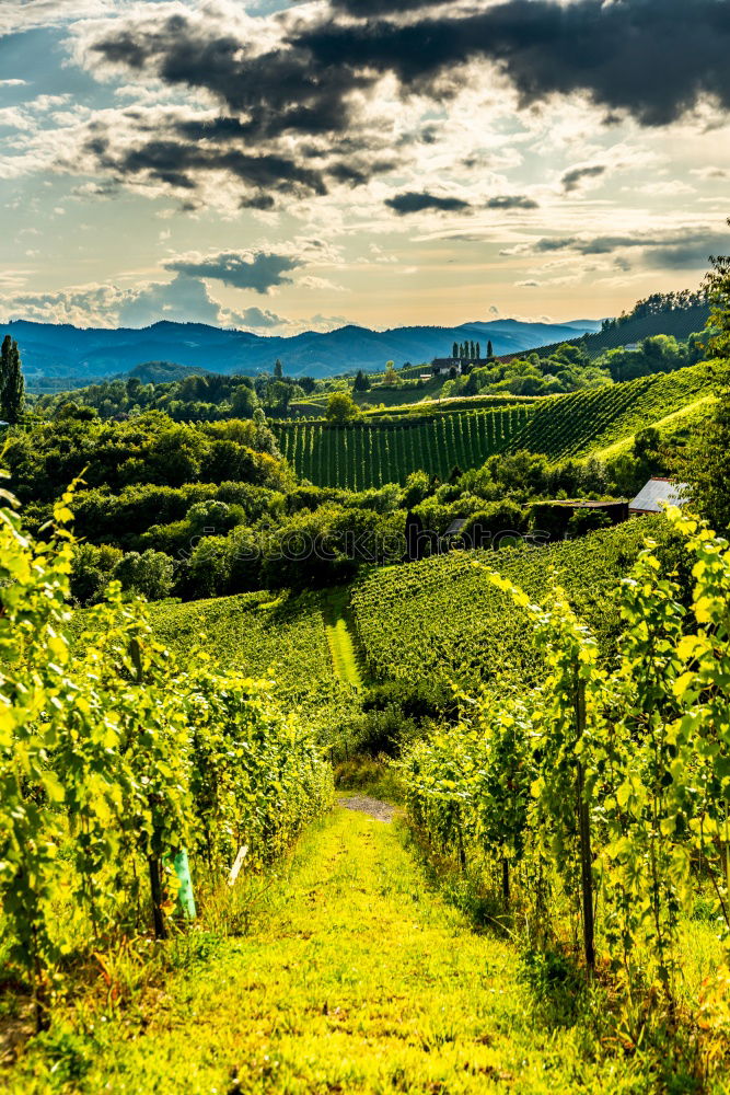 Similar – Image, Stock Photo Vine Panorama in the Ortenau near Oberkirch, Black Forest