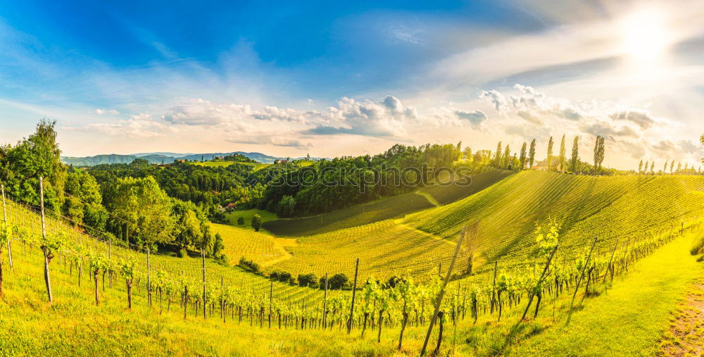 Image, Stock Photo Winding paths with cypress trees between the green fields.