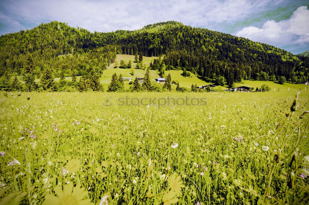 Similar – Mountain panorama with meadow and tree