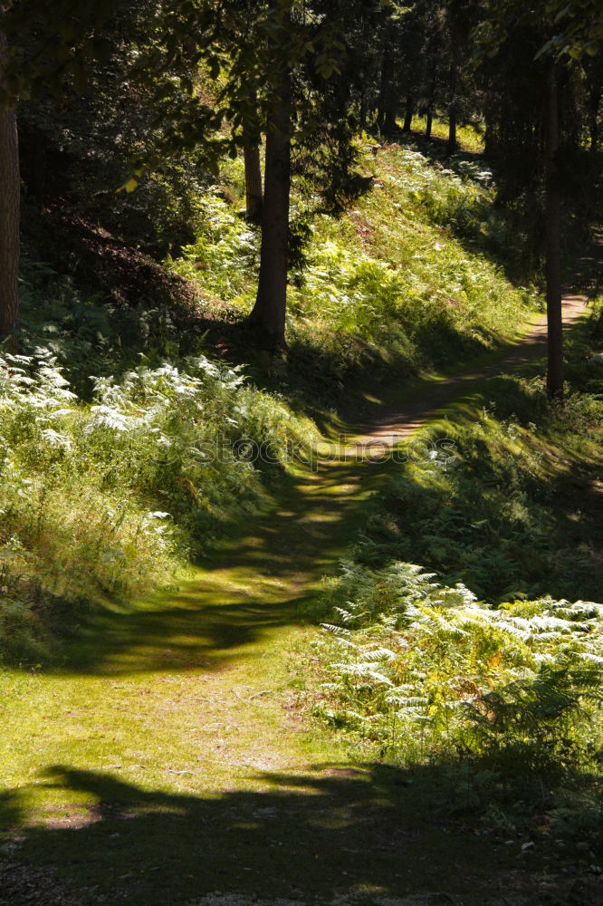 Similar – Newspaper on a meadow