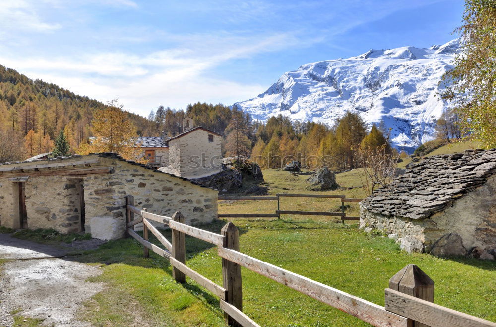 Similar – Cow in front of hut with view in the Dolomites