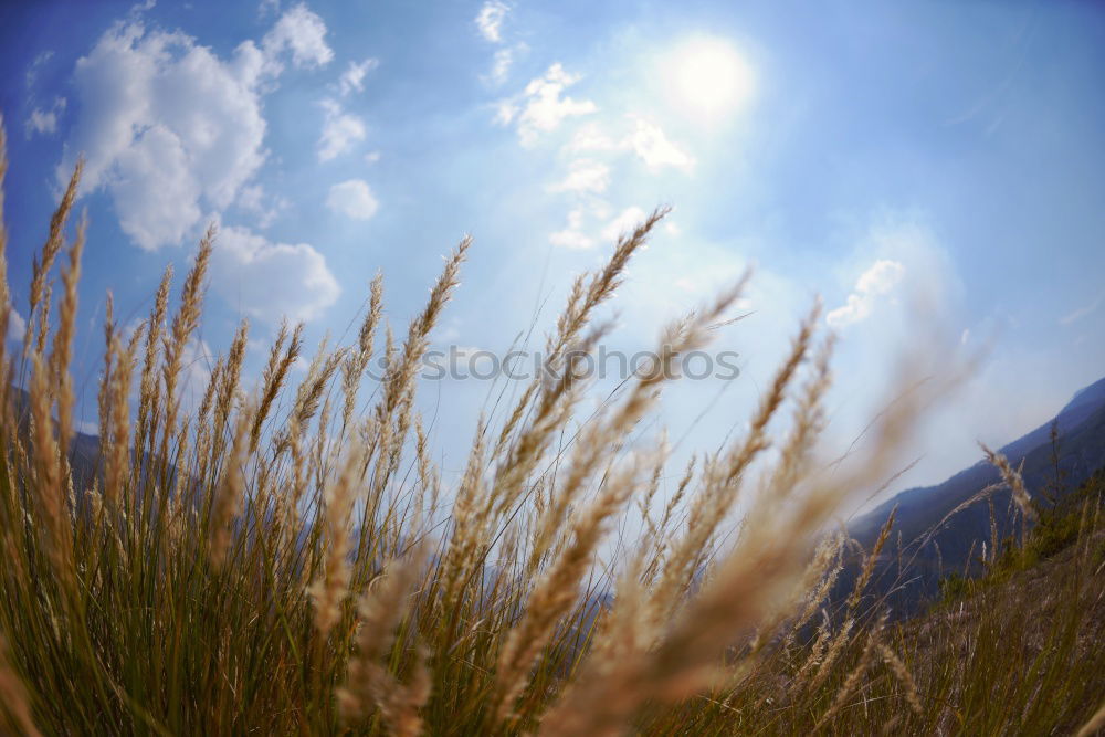 Image, Stock Photo edelweiss Mountain Hiking