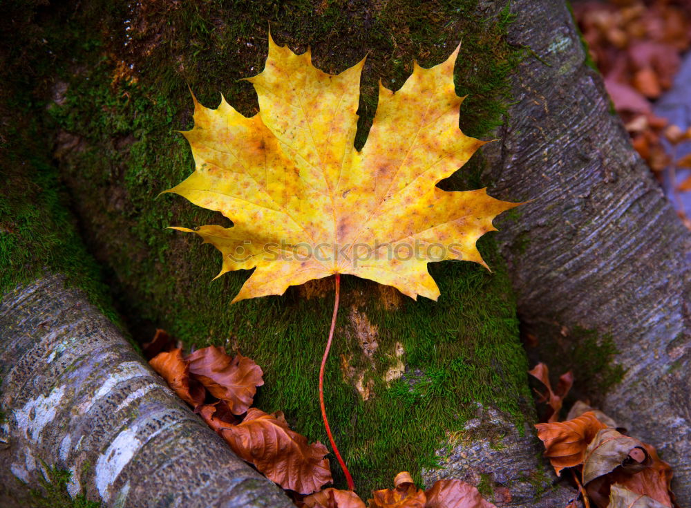 Similar – Autumn leaf on sidewalk