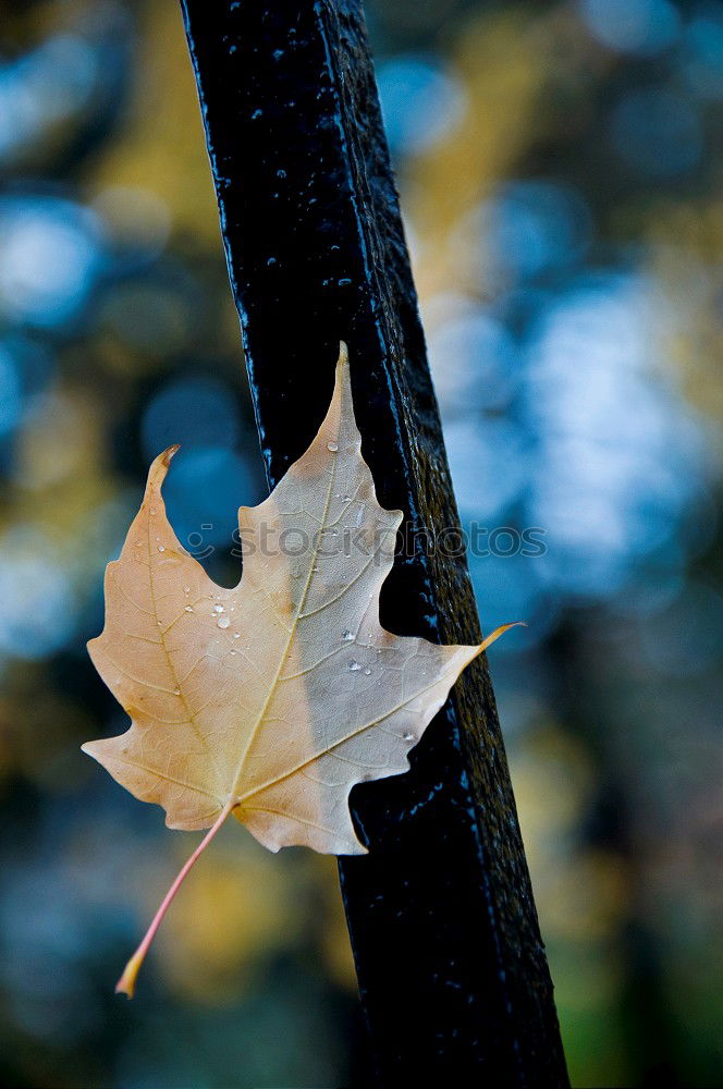 Similar – Autumn leaf on sidewalk