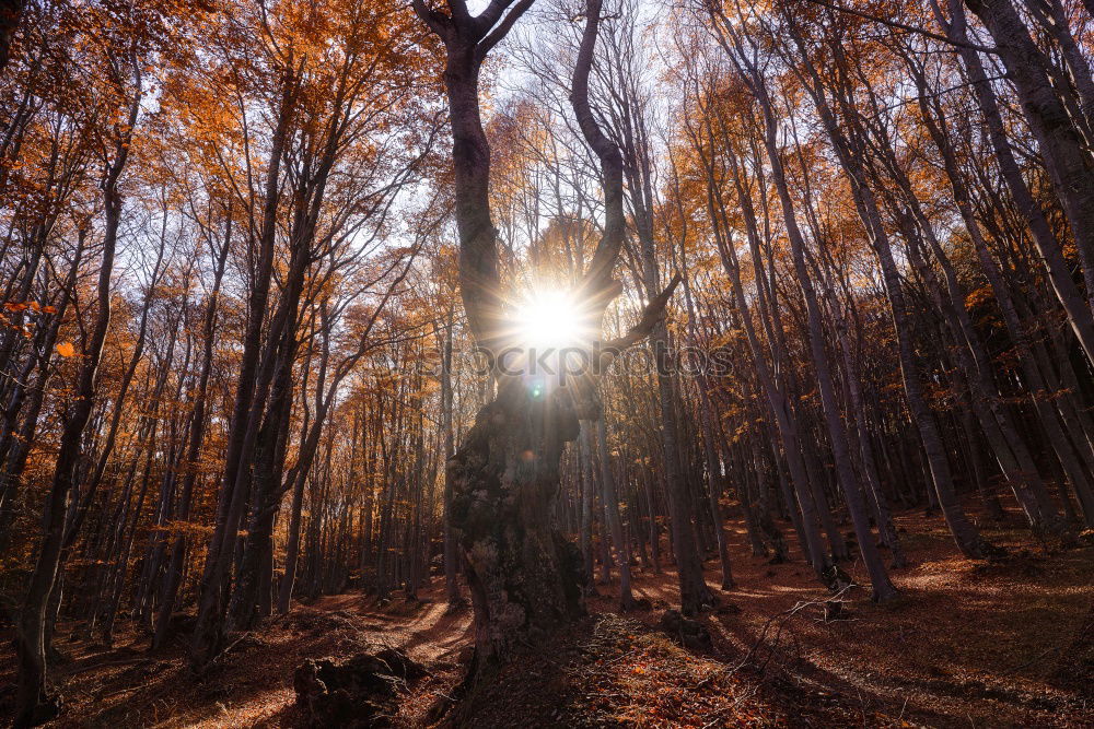 Similar – Image, Stock Photo Forest in autumn