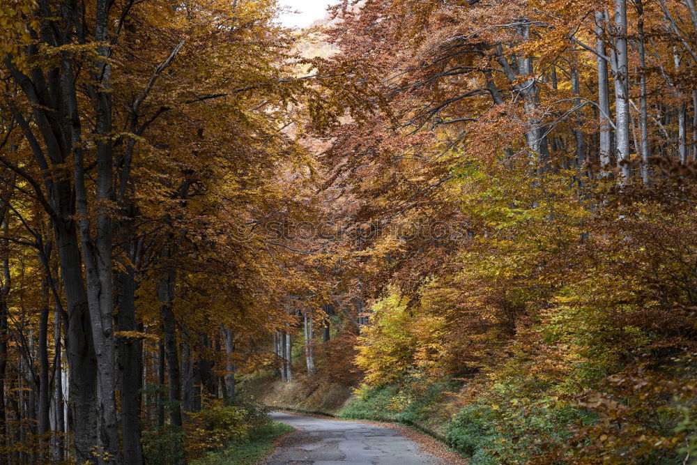 Similar – Image, Stock Photo Autumn park Beautiful