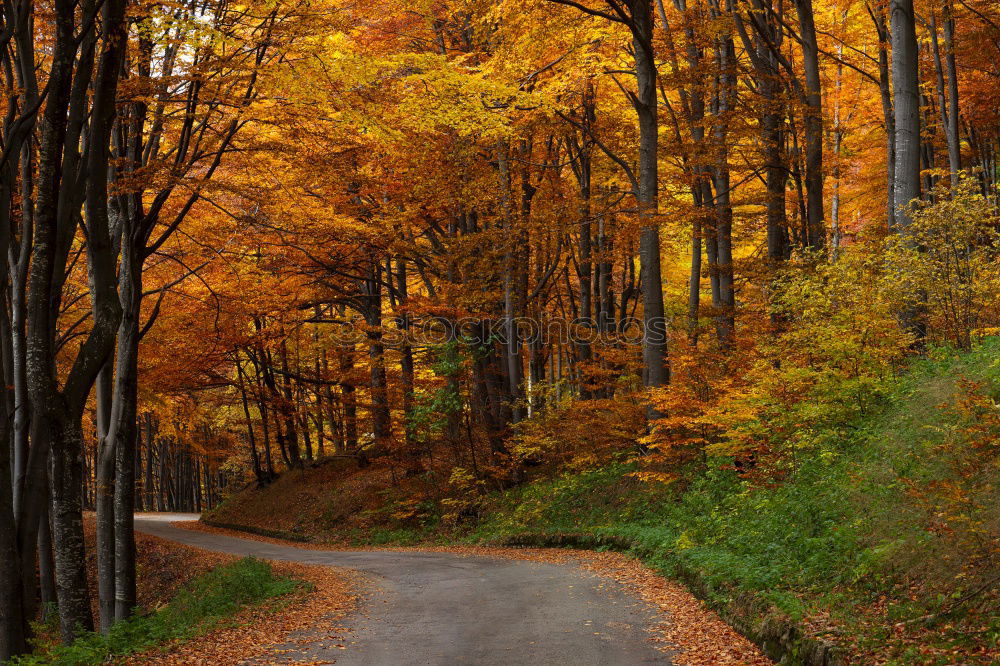 Similar – Foto Bild Der letzte Weg Natur Erde