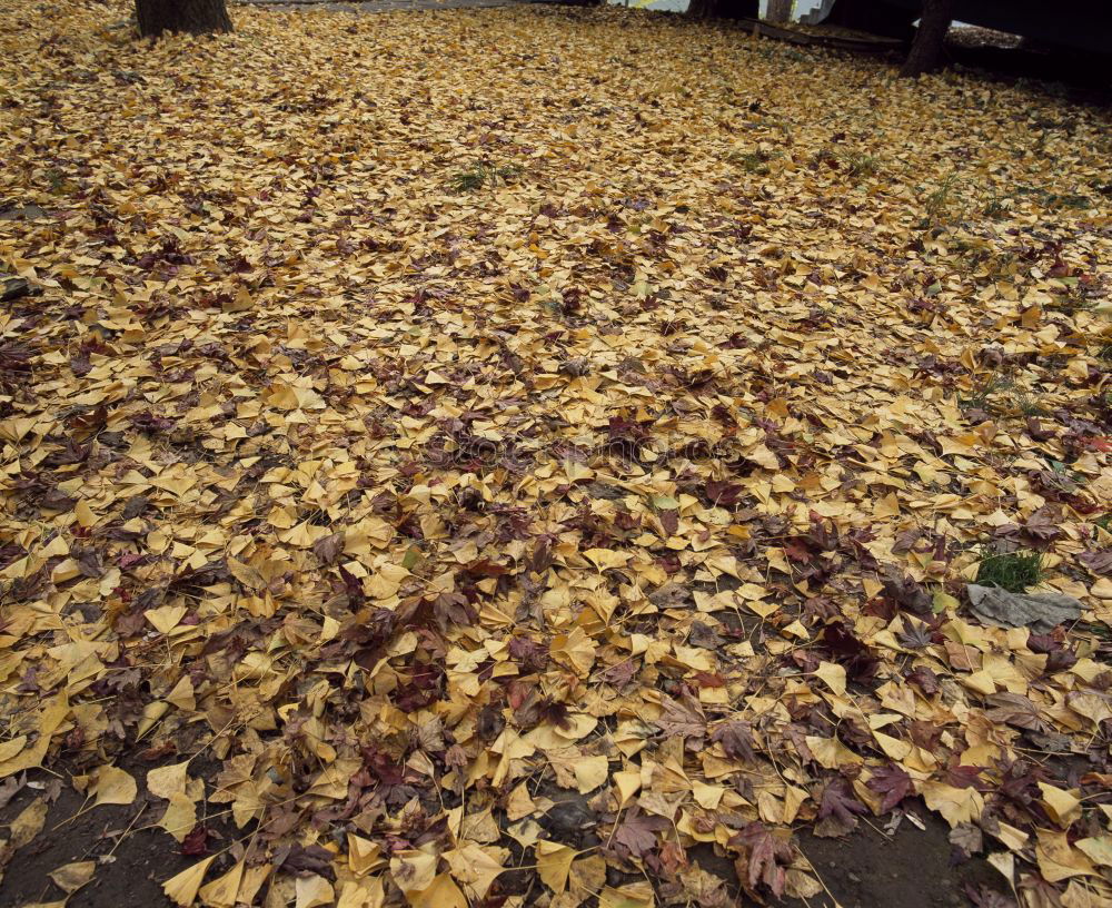 Similar – Image, Stock Photo October Autumn Leaf