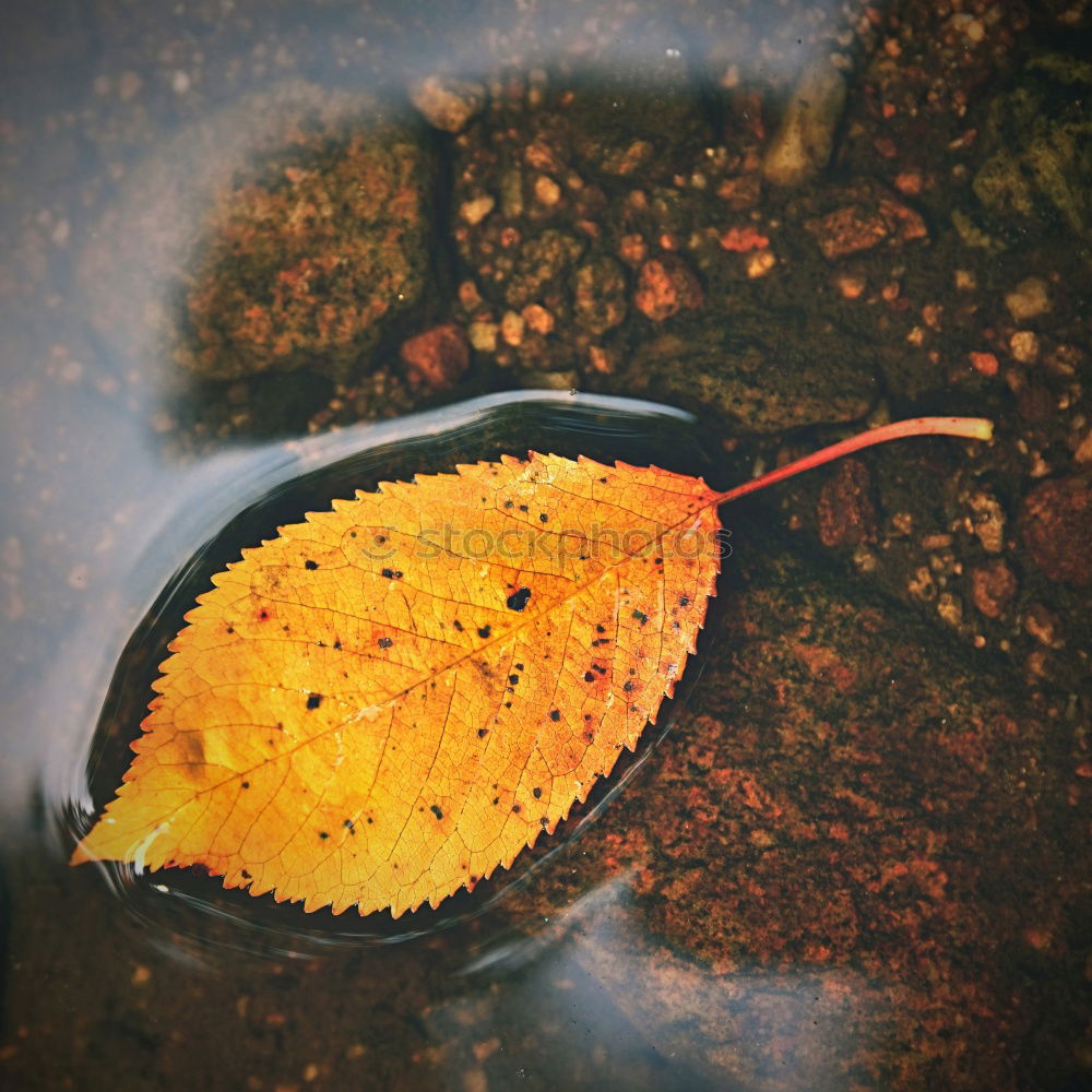 Similar – Image, Stock Photo magic hood Nature Leaf