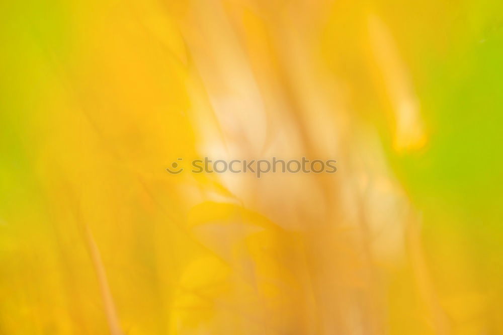 Foto Bild Vor-Grün Dispersionsfarbe