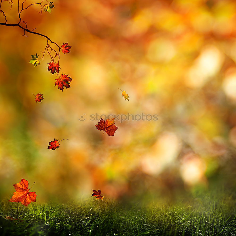 Similar – Image, Stock Photo Autumn gold. Yellow falling leaf in autumn