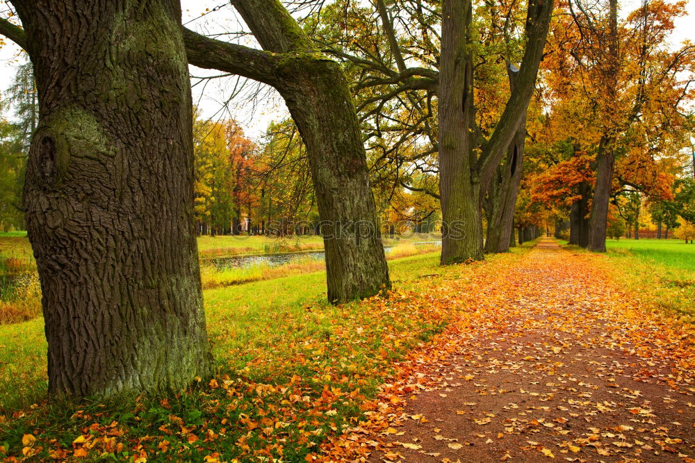 Similar – Autumn Alley Garden Nature