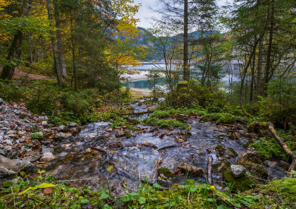 Similar – Image, Stock Photo forest cows Life