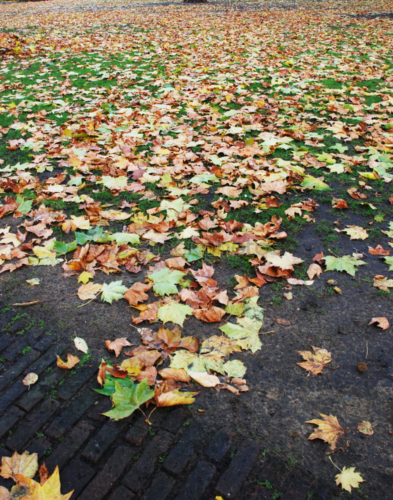 Similar – Image, Stock Photo October Autumn Leaf