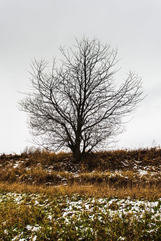 Similar – MoleCity Tree Meadow Field