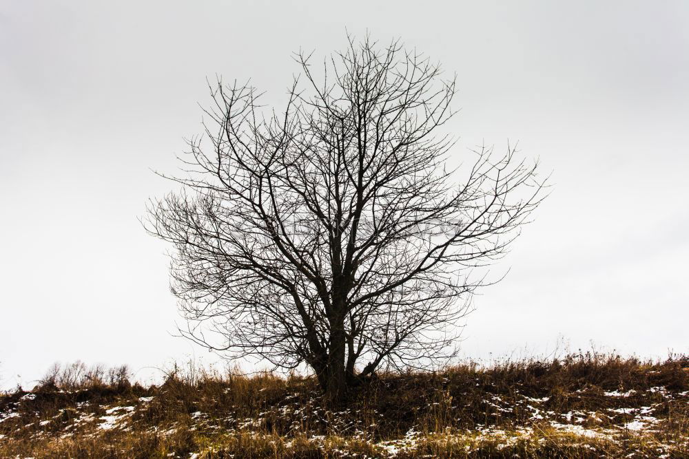 Similar – Holz vor der Hütte Umwelt