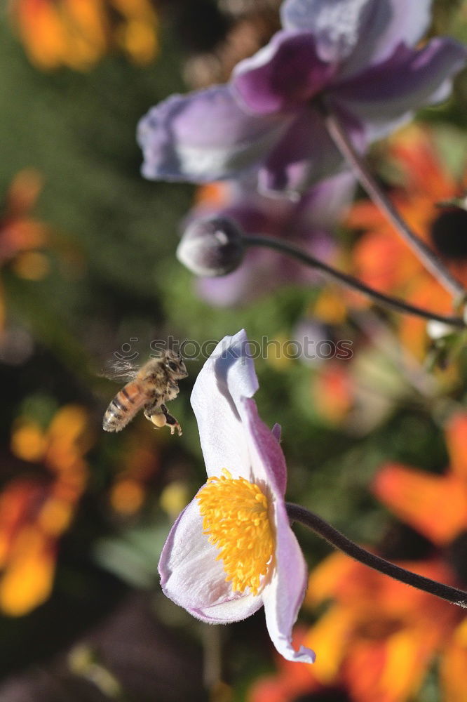 Similar – Take off Nature Flying Bee