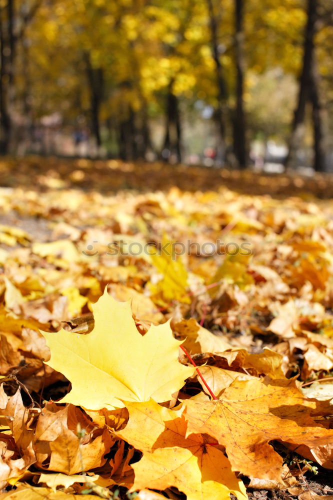 Similar – Image, Stock Photo AK# Undergrowth