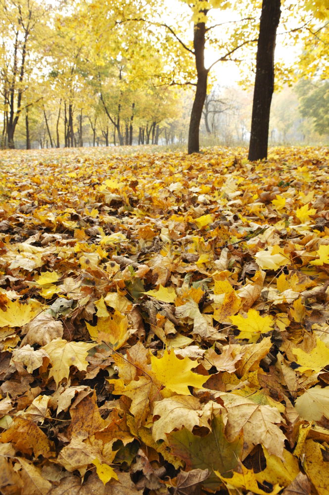 Similar – Gelber Herbst Baum Blatt