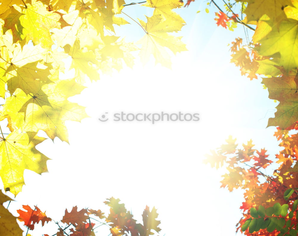 Similar – Image, Stock Photo spring Plant Spring Leaf