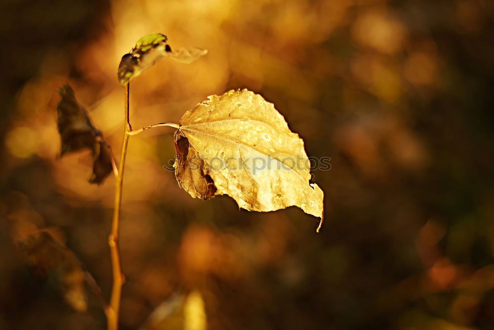 Similar – Image, Stock Photo Girl in autumn Plant