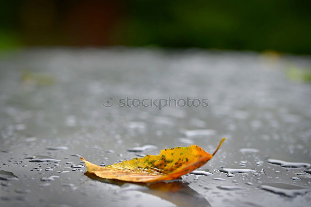 Similar – Image, Stock Photo yellow birch leaf on an ice surface with a crack