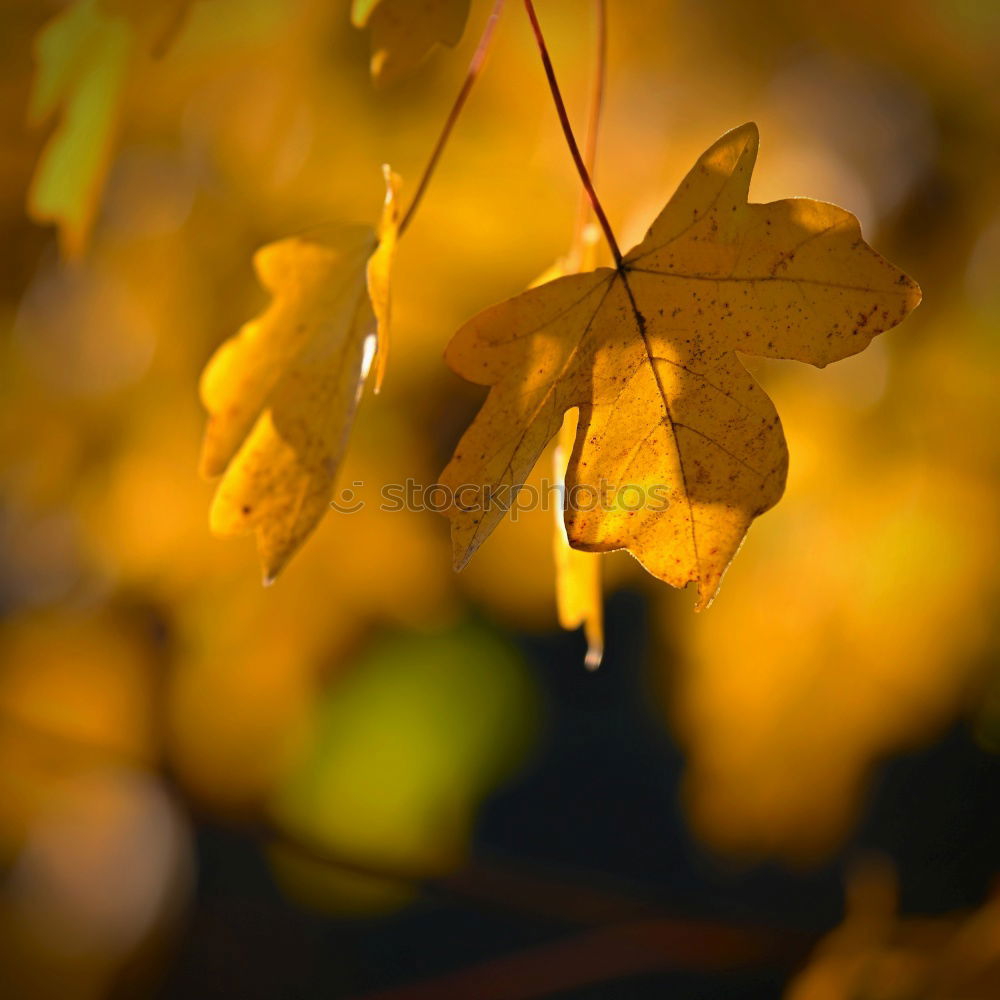 Similar – Autumn in the oak forest