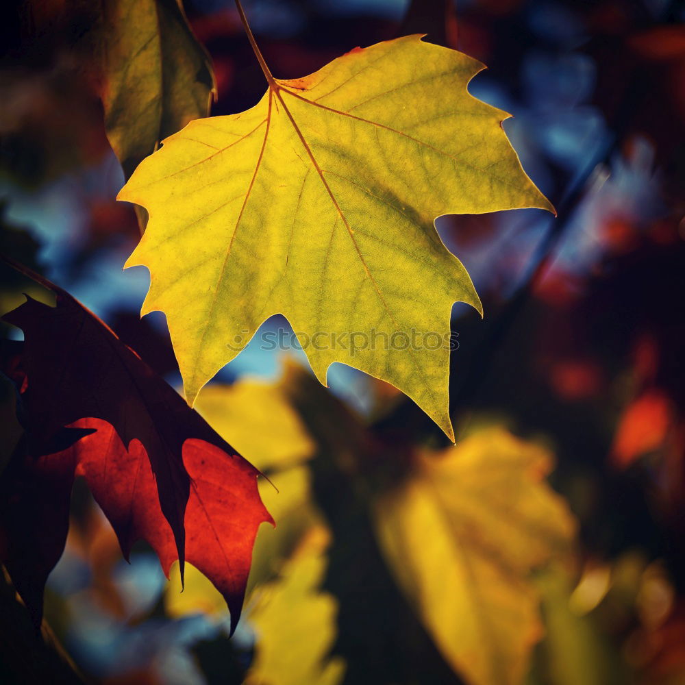 Similar – Autumn atmosphere on the garden table