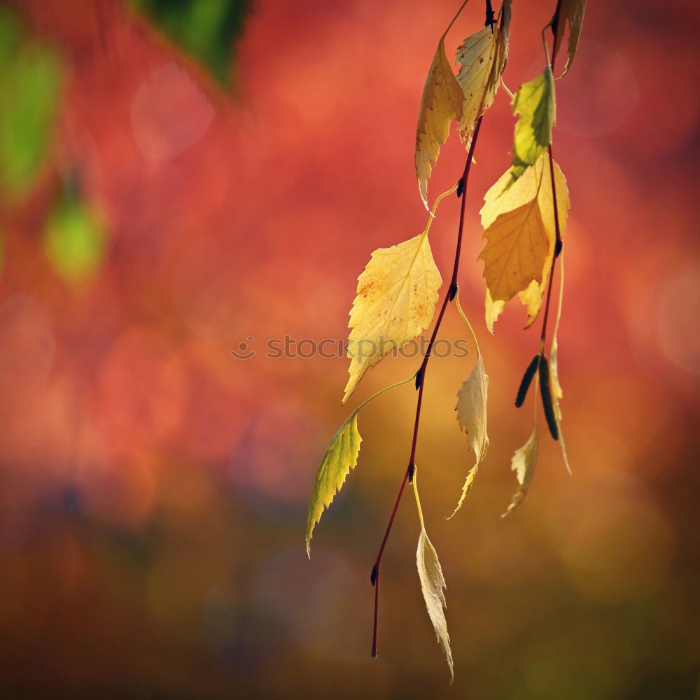 Similar – Image, Stock Photo Barbed wire and tendrils of wild wine