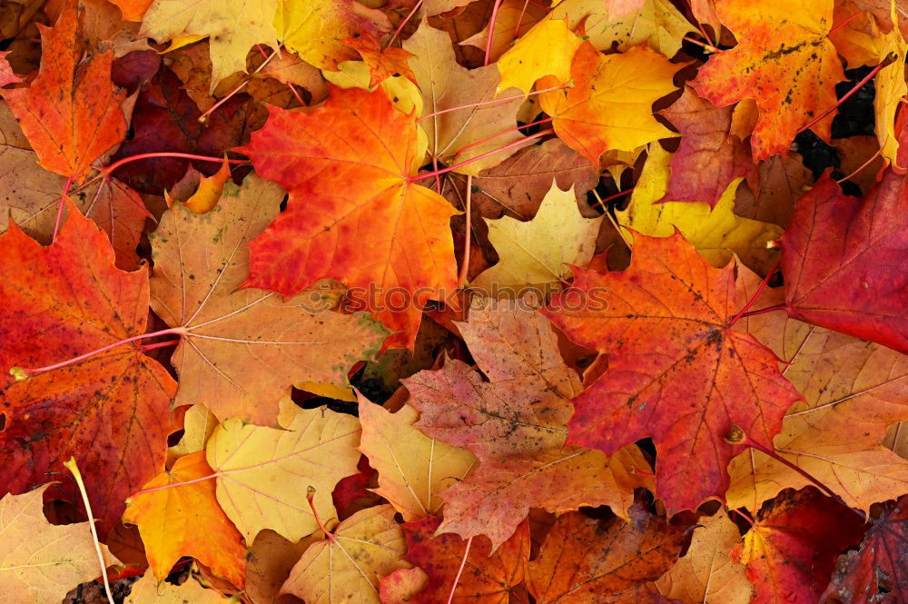 Similar – Image, Stock Photo #A# Bunch of fall