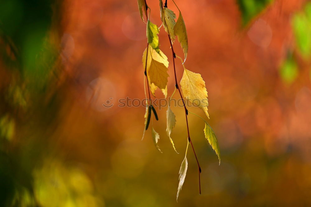 Similar – Image, Stock Photo variegated autumn leaf