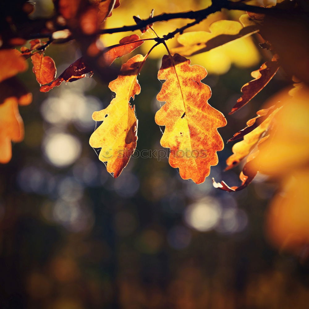 Similar – Image, Stock Photo He’s at the door. Autumn