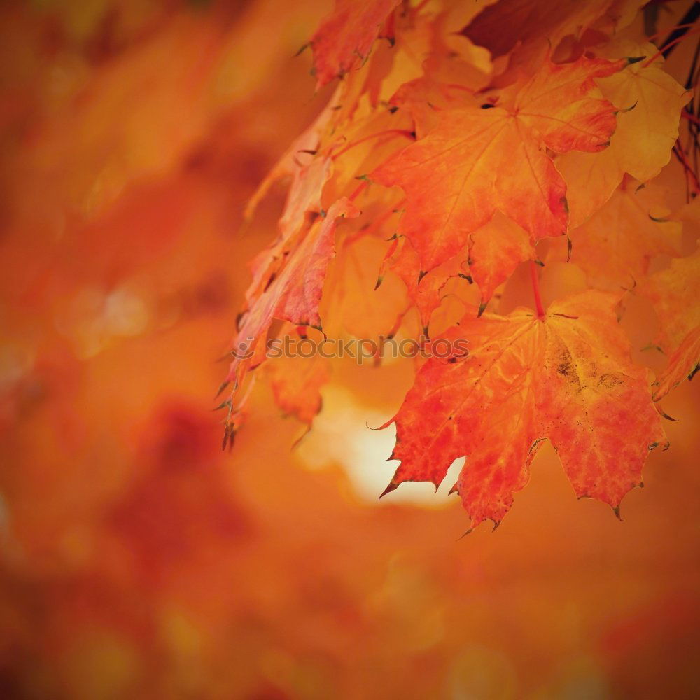 Similar – Image, Stock Photo Orange-red wig shrub