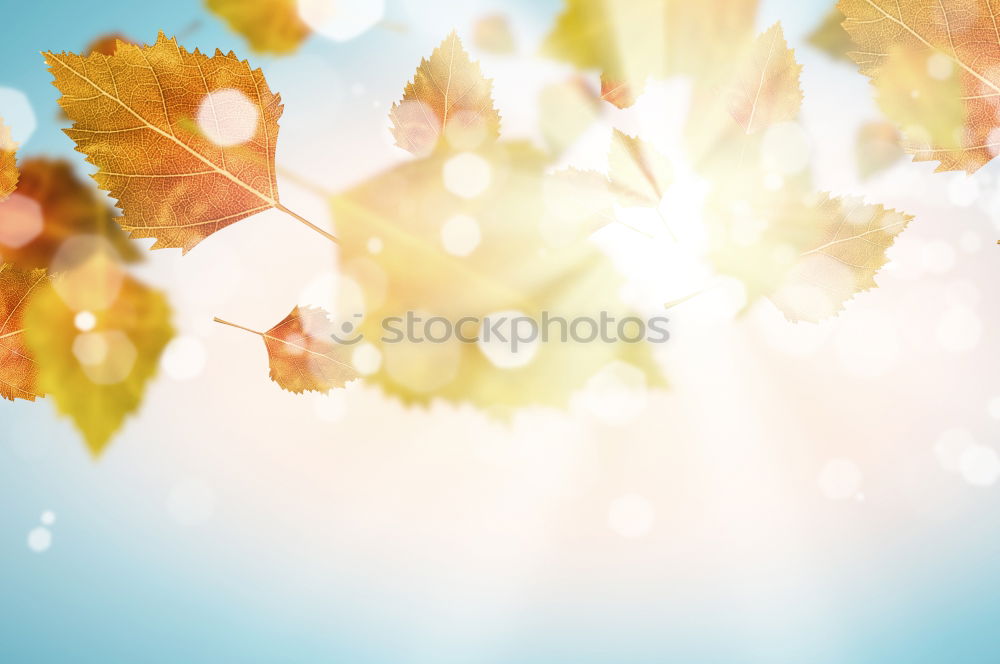 Similar – Image, Stock Photo spring warmth Spring Leaf