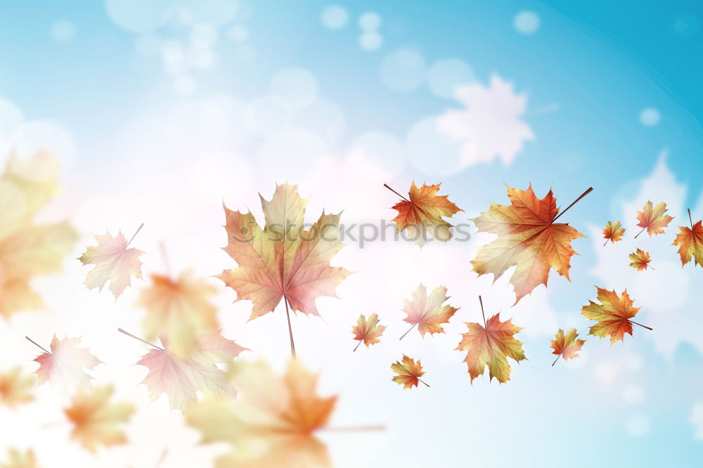 Similar – Image, Stock Photo Autumn Environment Nature