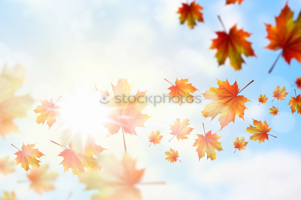 Similar – Image, Stock Photo blazing autumn… Nature