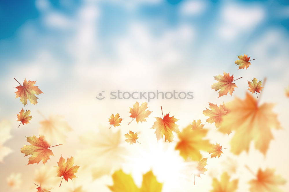 Similar – Autumn nature background with beautiful tree leaves