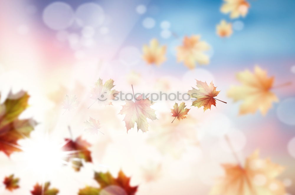 Similar – Image, Stock Photo Jump! Nature Plant Spring