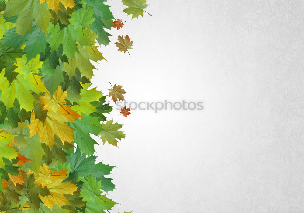 Similar – Image, Stock Photo Summer 2005 Leaf Tom Tom