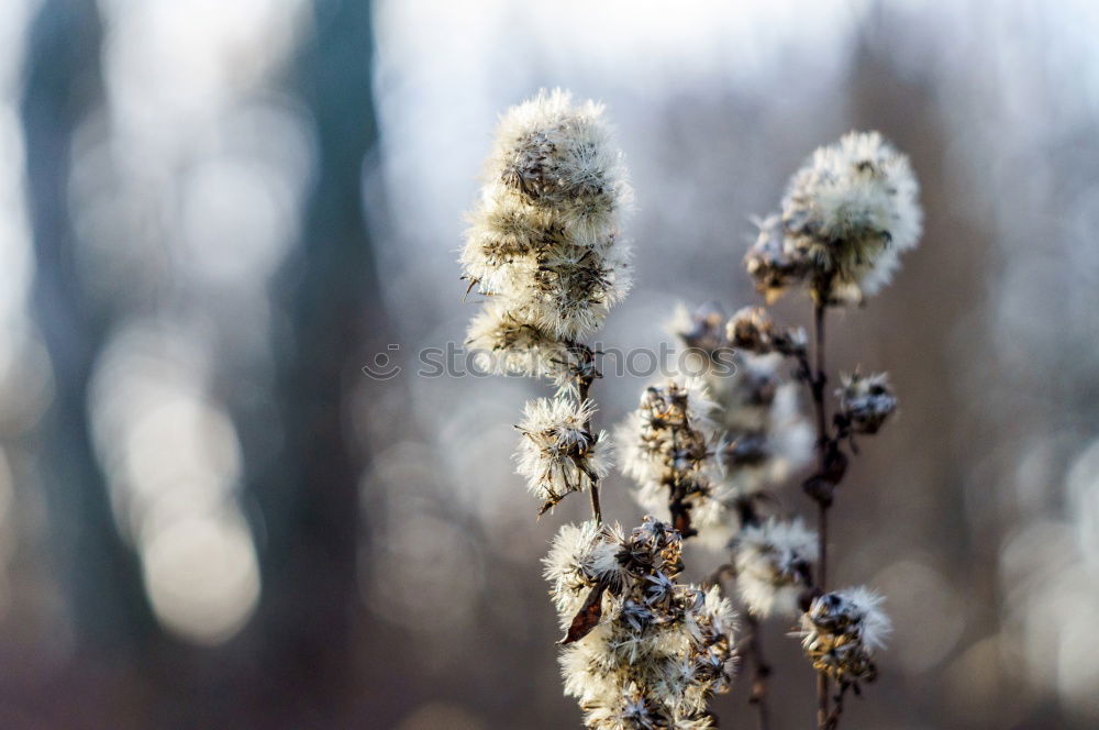 Similar – Image, Stock Photo grasses Senses Calm