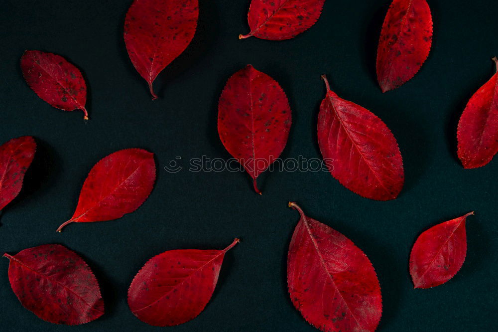 Red autumn leaves Still life