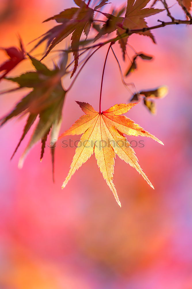 Similar – Image, Stock Photo Autumn in Red Senses