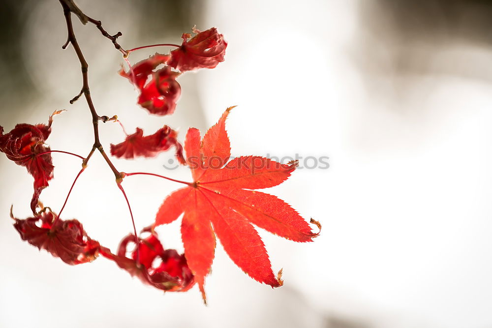 Similar – red Nature Plant Autumn